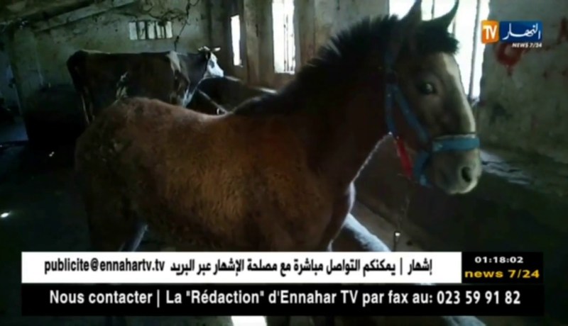 قسنطينة: 5 سنوات نافذة في حق المتورطين بقضية الذبح السري