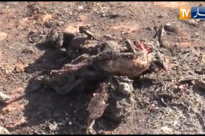 وهران: مخلفات الحريق بغابة مداغ بلدية عين الكرمة