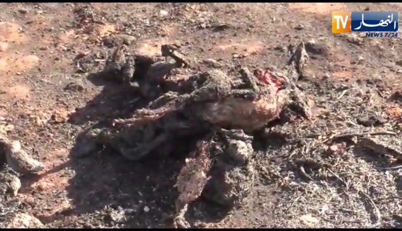 وهران: مخلفات الحريق بغابة مداغ بلدية عين الكرمة