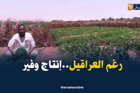 أدرار: وفرة في منتوج البطيخ الأحمر رغم بعض العراقيل