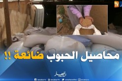 النعامة : إستياء الفلاحين من ضياع محاصيل الحبوب ببلدية العين بن خليل