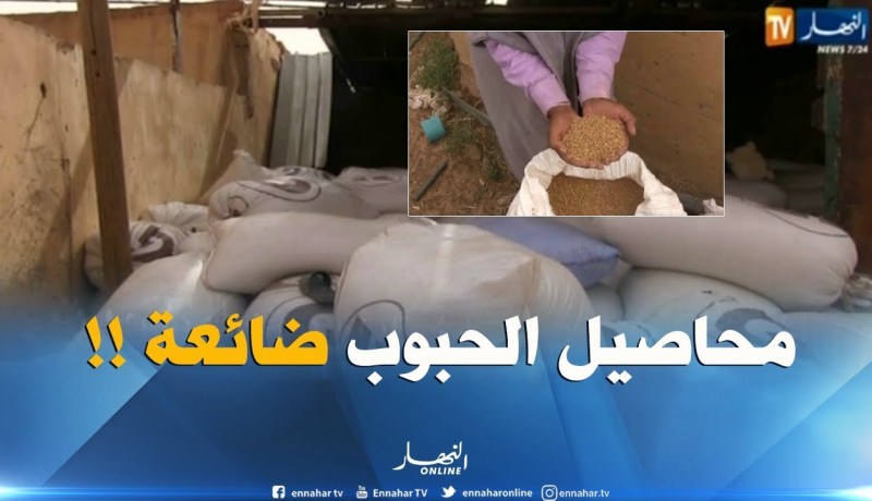 النعامة : إستياء الفلاحين من ضياع محاصيل الحبوب ببلدية العين بن خليل