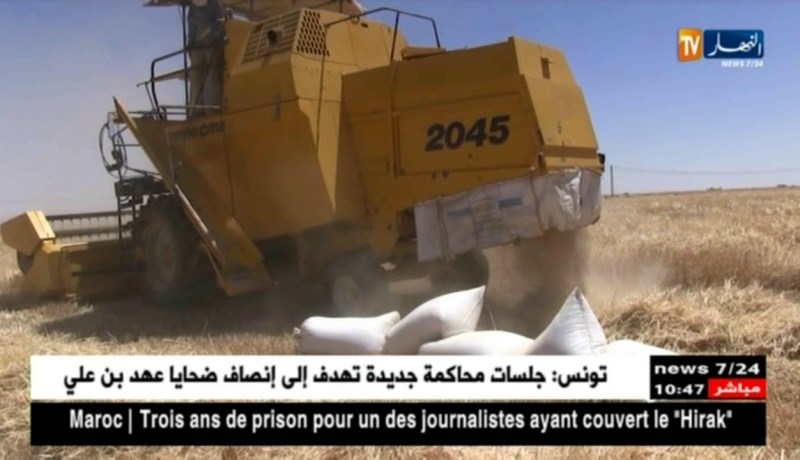 النعامة: بداية موسم الحصاد و إستياء الفلاحين من تراجع الإنتاج