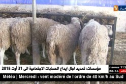 فلاحة: بورصة أسعار الأضاحي تتراوح بين 3 ملايين و5ملايين سنتيم