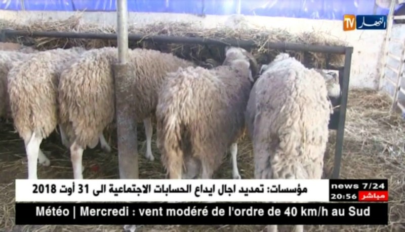 فلاحة: بورصة أسعار الأضاحي تتراوح بين 3 ملايين و5ملايين سنتيم