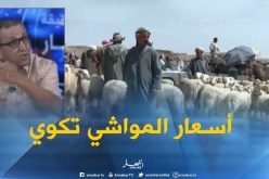 بالفيديو ..الشعير وراء إرتفاع أسعار المواشي