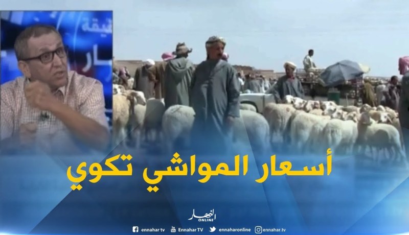 بالفيديو ..الشعير وراء إرتفاع أسعار المواشي