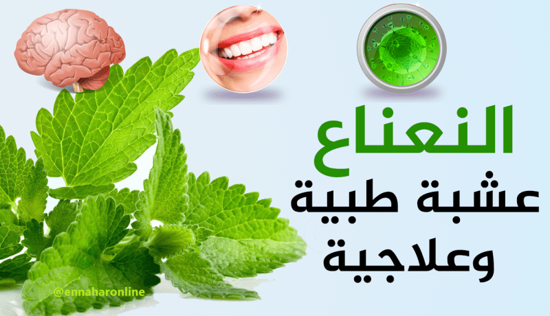 النعناع.. لاستخدامات طبية وعلاجية