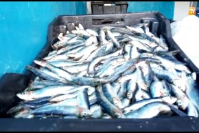 حجز 13 قنطار من السمك الفاسد كانت مهربة على الحدود بالقالة