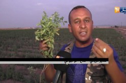 أم البواقي/ رياح “السيروكو” تتلف شتلات الطماطم بواد نيني