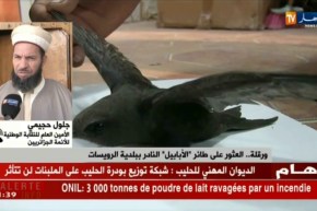 جلول حجيمي/”هذه الطيور من فصيلة الأبابيل وهي موجودة وتختلف حسب المناطق”