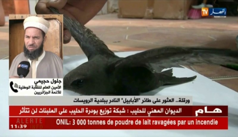 جلول حجيمي/”هذه الطيور من فصيلة الأبابيل وهي موجودة وتختلف حسب المناطق”