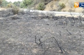 الشلف: شاهد حجم الخسائر التي خلّفتها النيران بغابتي تنس ووادي قوسين