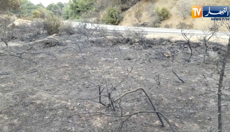 الشلف: شاهد حجم الخسائر التي خلّفتها النيران بغابتي تنس ووادي قوسين