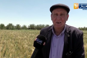 المغير: توسع المساحات الزراعية ومردودية عالية في إنتاج شعبة الحبوب