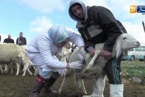 ميلة: إطلاق عملية تلقيح المواشي بتشكيل حاجز صحي على الولايات الحدودية