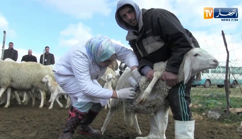 ميلة: إطلاق عملية تلقيح المواشي بتشكيل حاجز صحي على الولايات الحدودية