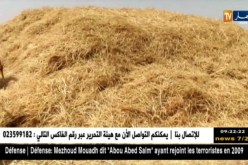 تيارت/ “الدراس”…عادة متوارثة لتجميع السنابل وحصادها بطريقة مقتصدة