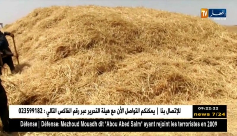 تيارت/ “الدراس”…عادة متوارثة لتجميع السنابل وحصادها بطريقة مقتصدة