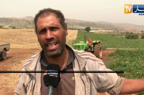 الشلف: أمراض فطرية تتسبب في خسائر معتبرة في شعبة الطماطم الصناعية