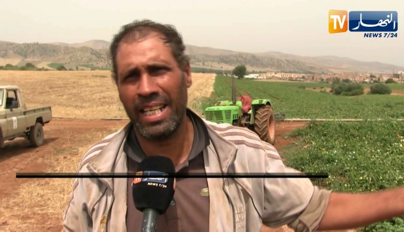 الشلف: أمراض فطرية تتسبب في خسائر معتبرة في شعبة الطماطم الصناعية