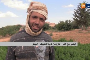 البيض: إنتاج وفير يحققه منتجو النعناع المطالبين بدعم ومرافقة أكبر