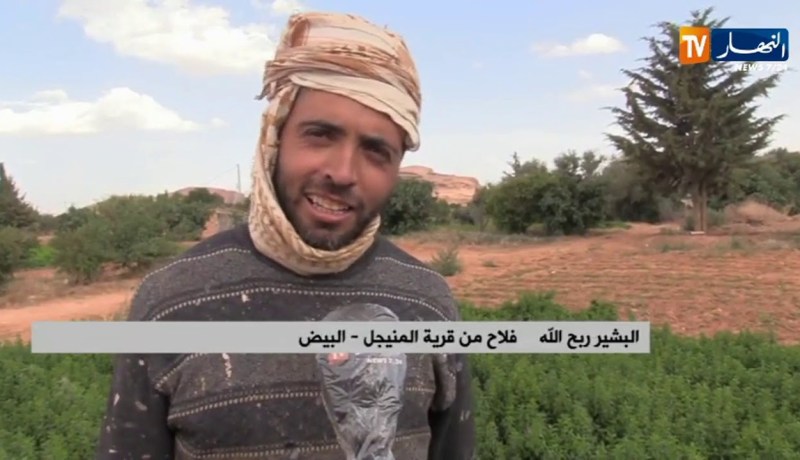 البيض: إنتاج وفير يحققه منتجو النعناع المطالبين بدعم ومرافقة أكبر