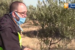 أم البواقي: مهندسون زراعيون يراهنون على عصرنة الفلاحة المستدامة