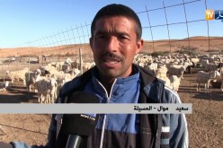 المسيلة: معاناة الموالين مع الحمى القلاعية متواصلة وتسجيل خسائر معتبرة