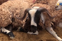 عامان حبساً نافذاً لمساعد أول في الدرك سرق كبشا بتيسمسيلت