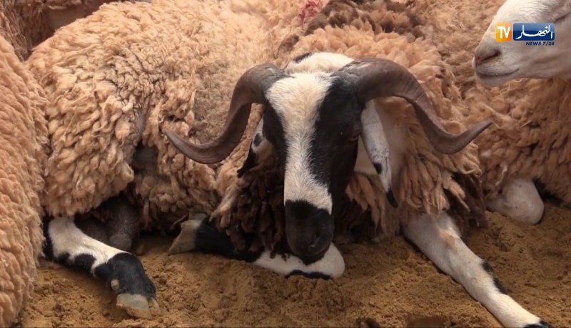 عامان حبساً نافذاً لمساعد أول في الدرك سرق كبشا بتيسمسيلت