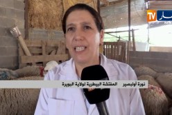 البويرة/ مصالح البيطرة تكثف من خرجاتها الميدانية لمعاينة الأضاحي بنقاط البيع