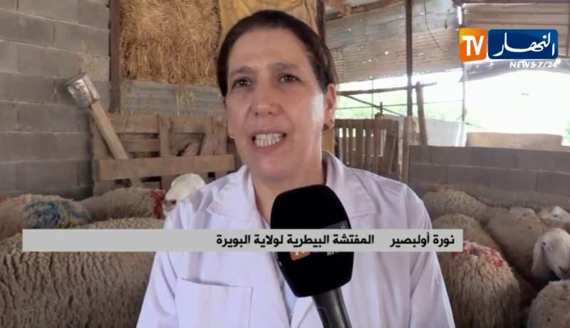 البويرة/ مصالح البيطرة تكثف من خرجاتها الميدانية لمعاينة الأضاحي بنقاط البيع