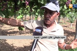 فلاحة/ رغم نقص دعم عملية السقي.. شعبة العنب تسجل وفرة في المنتوج