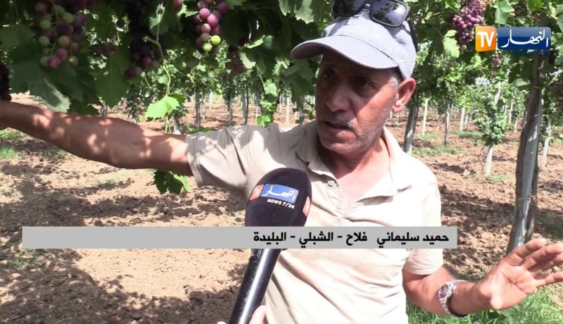 فلاحة/ رغم نقص دعم عملية السقي.. شعبة العنب تسجل وفرة في المنتوج