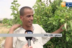 باتنة: الحشرات والديدان تهدد الأشجار المثمرة