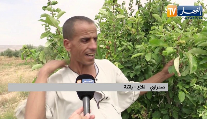 باتنة: الحشرات والديدان تهدد الأشجار المثمرة