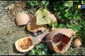 دودة غريبة تُفسد وتقضي على المحاصيل الفلاحية بوادي العلايق في البليدة