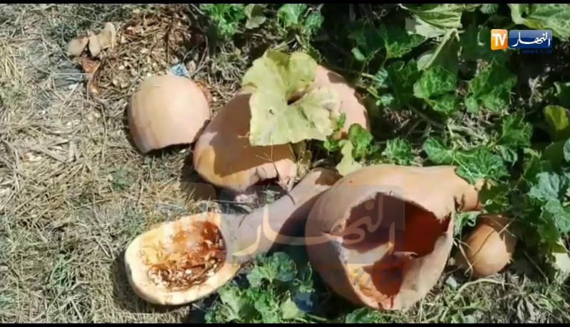 دودة غريبة تُفسد وتقضي على المحاصيل الفلاحية بوادي العلايق في البليدة