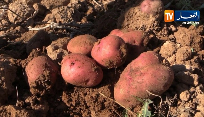 باتنة/ عراقيل عدة ترهن النشاط الفلاحي بقصر بلزمة