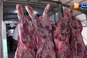 أدرار: إنطلاق أول شحنة من اللحوم الحمراء بـ 11طنا بإتجاه ولايات الشمال