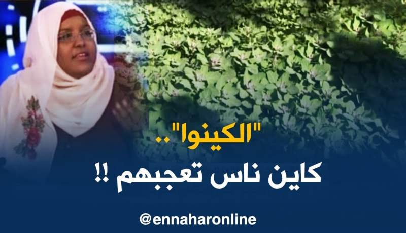 بعد أربع سنوات من إدخالها للجزائر..أين وصلت زراعة حبوب الكينوا ؟!