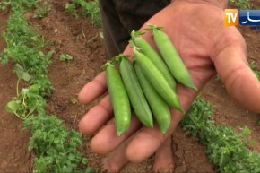 غليزان: فلاحون ينجحون في الإستثمار بزراعات مختلفة لتزويد الأسواق المحلية