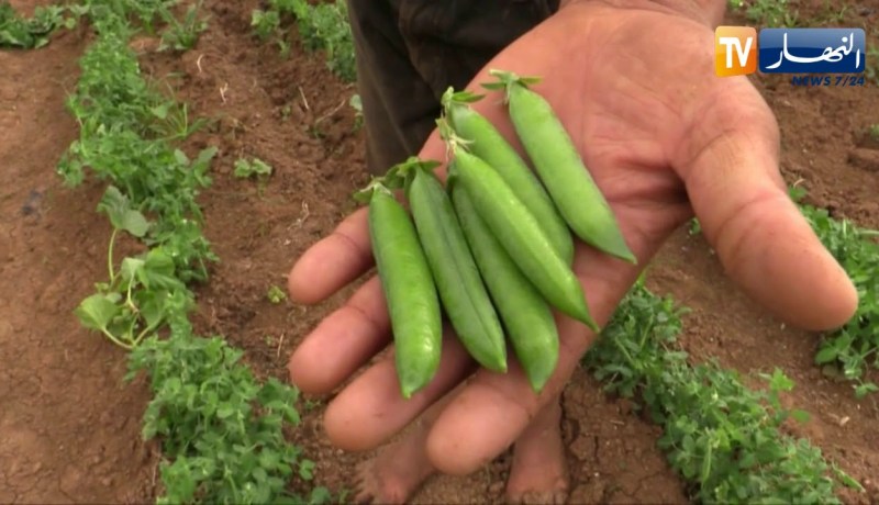 غليزان: فلاحون ينجحون في الإستثمار بزراعات مختلفة لتزويد الأسواق المحلية