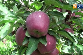 خنشلة: إنتاج وفير في منتوج التفاح وبنوعية جديدة