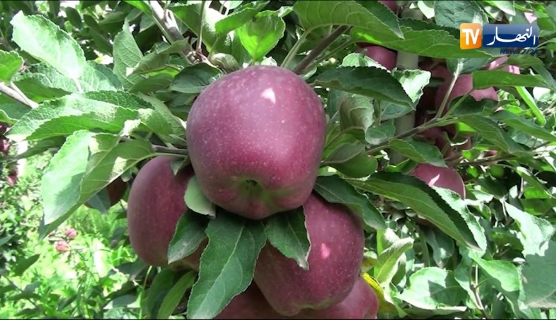 خنشلة: إنتاج وفير في منتوج التفاح وبنوعية جديدة