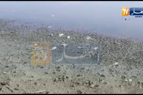 نفوق كميات غير مسبوقة من الحوت بسد قروز بوادي العثمانية في ميلة