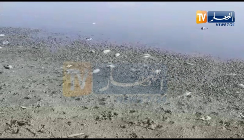 نفوق كميات غير مسبوقة من الحوت بسد قروز بوادي العثمانية في ميلة