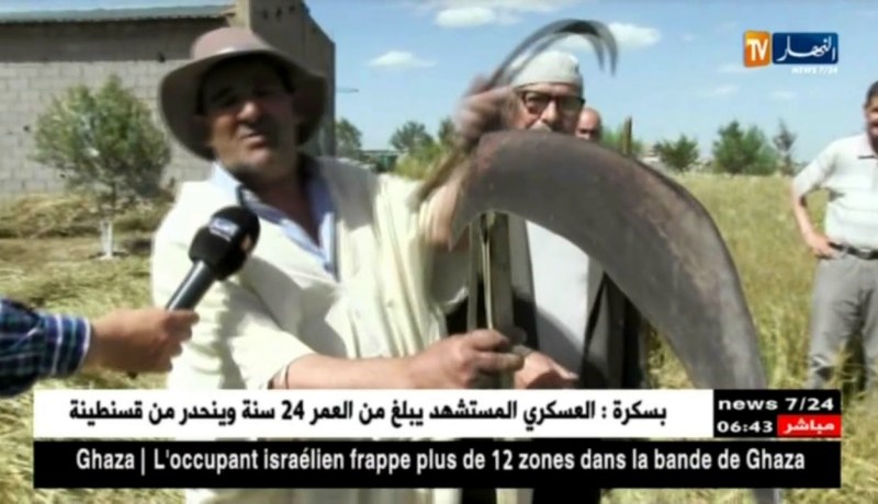 ميلة: المنجل.. وسيلة إعداد التويزة لعقود من الزمن ..