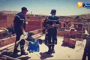 البيض: عناصر الحماية المدنية يقومون بإنقاذ وإسعاف طائر اللقلق سقط من عشه